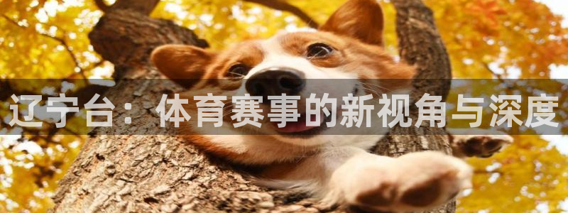 雨燕360体育直播2026最新平台.全网通.org